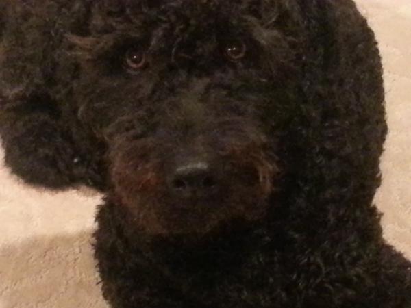 Housesitting assignment in Campbell River, British Columbia, Canada