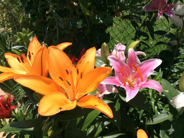 Housesitting assignment in Toowoomba, Queensland, Australia