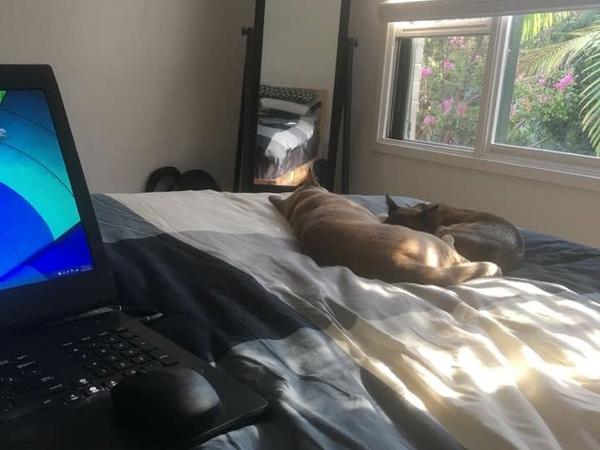 Housesitting assignment in North Sydney, New South Wales, Australia