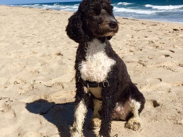 Housesitting assignment in Cambridge, MA, United States