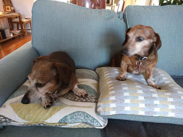 Housesitting assignment in Palm Harbor, Florida, United States