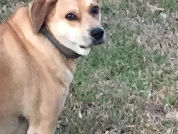 Housesitting assignment in San José, Costa Rica