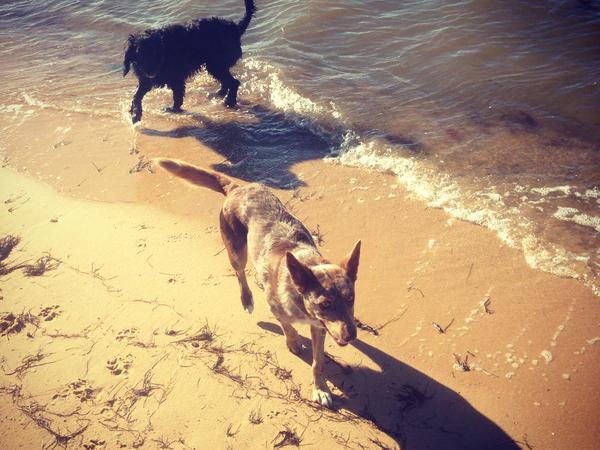 Housesitting assignment in Essendon North, VIC, Australia