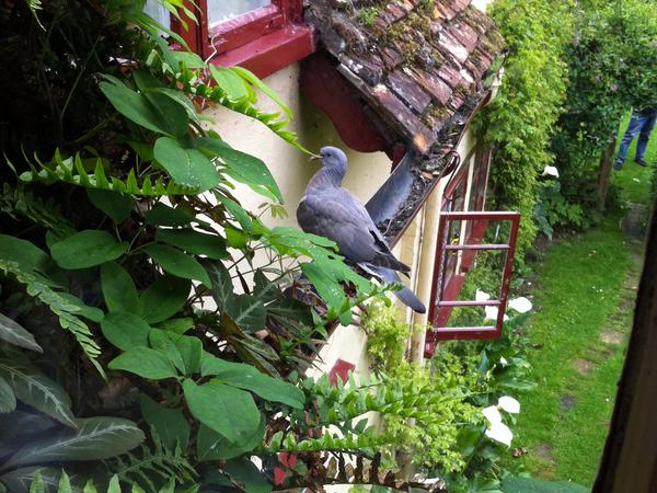 Housesitting assignment in Chelsworth, United Kingdom