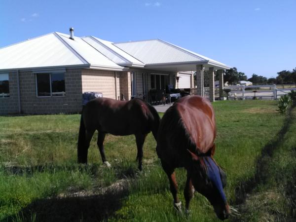 Housesitting assignment in Dardanup, Western Australia, Australia