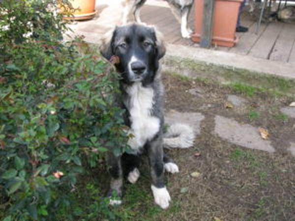 Housesitting assignment in Castagneto Po, Italy