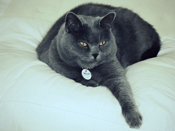 Housesitting assignment in Nedlands, Western Australia, Australia