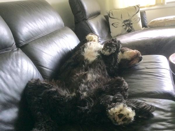 Housesitting assignment in Barrie, Ontario, Canada