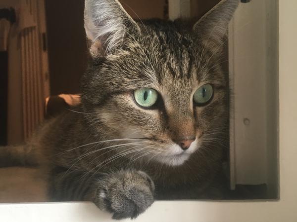 Housesitting assignment in Antwerpen, Belgium