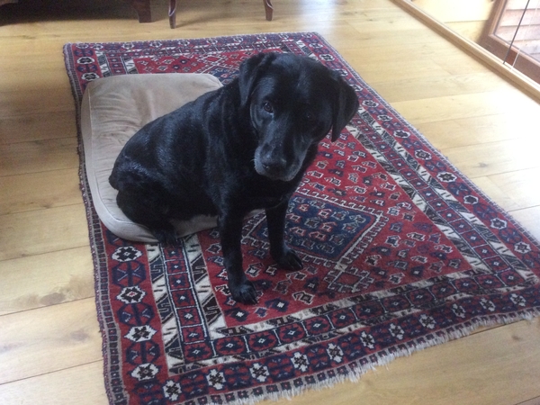 Housesitting assignment in Brecon, United Kingdom