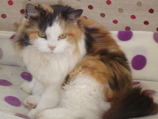 Housesitting assignment in Stonesby, United Kingdom