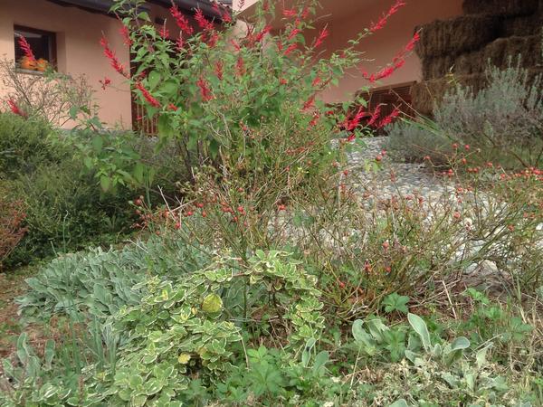 Housesitting assignment in Malnate, Italy