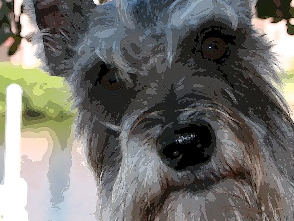 Housesitting assignment in Asheville, North Carolina, United States