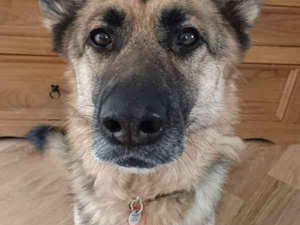 Housesitting assignment in Telford, United Kingdom