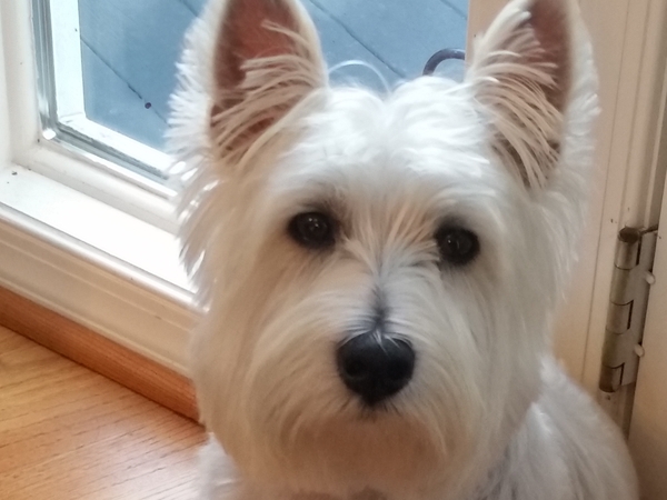 Housesitting assignment in Atlanta, Georgia, United States