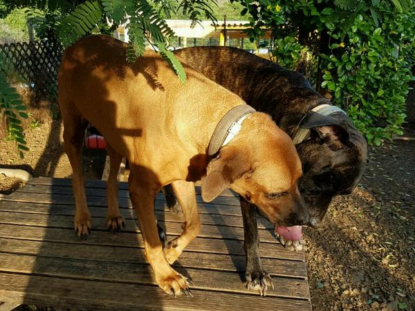Housesitting assignment in Willemstad, Curacao