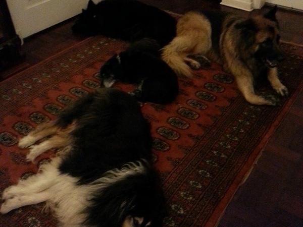 Housesitting assignment in Johannesburg, South Africa