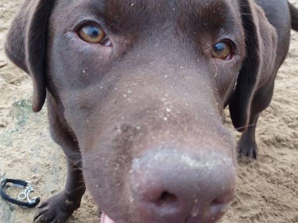 Housesitting assignment in Swansea, United Kingdom