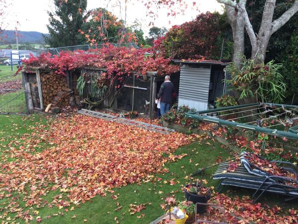 Housesitting assignment in Bruthen, VIC, Australia