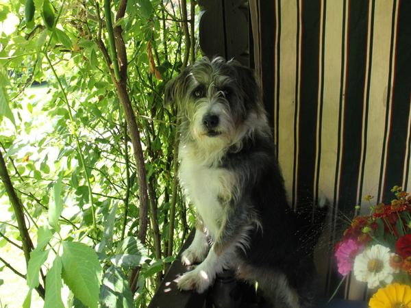Housesitting assignment in Klagenfurt am Wörthersee, Austria