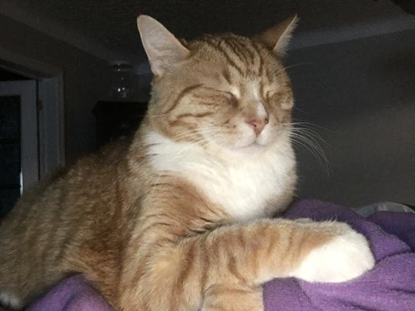 Housesitting assignment in Welland, Ontario, Canada