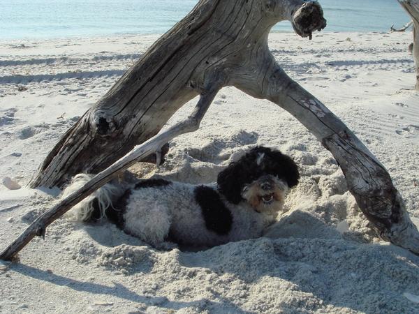 Housesitting assignment in Ponce Inlet, FL, United States