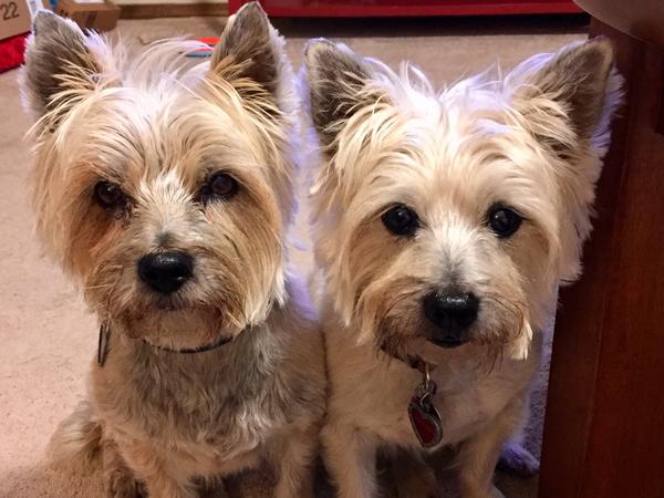 Housesitting assignment in Marshfield, MO, United States