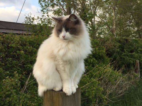 Housesitting assignment in Loughborough, United Kingdom