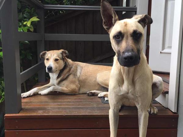 Housesitting assignment in Beecroft, New South Wales, Australia