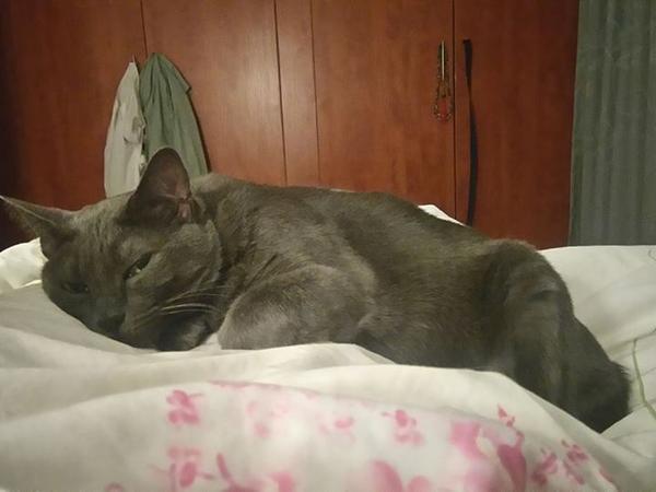 Housesitting assignment in Sandown, South Africa