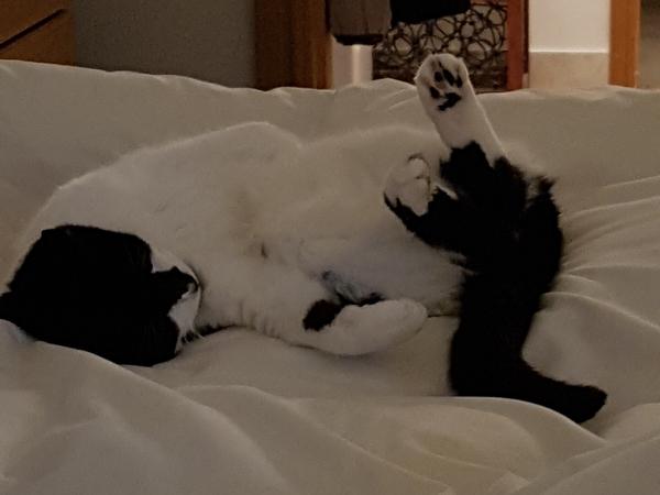 Housesitting assignment in Mablethorpe, United Kingdom