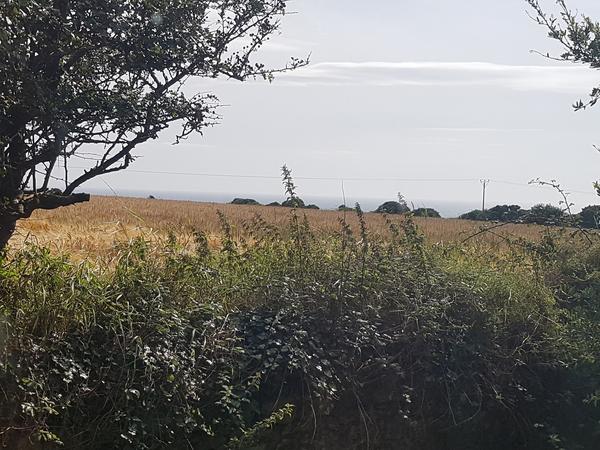 Housesitting assignment in Waterford, Ireland