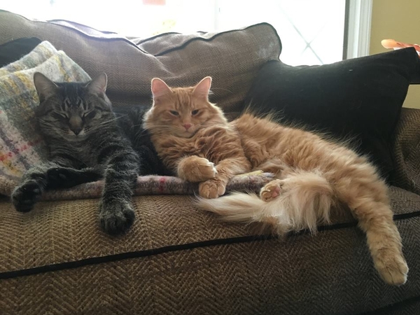 Housesitting assignment in Ann Arbor, MI, United States