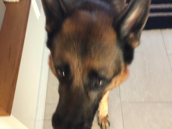 Housesitting assignment in Joondalup, WA, Australia