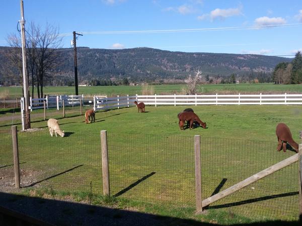 Housesitting assignment in Rochester, WA, United States