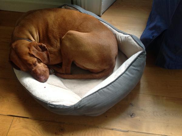 Housesitting assignment in Navan, Ireland