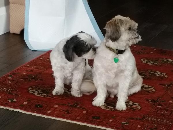 Housesitting assignment in Delta, BC, Canada