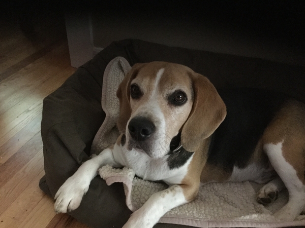 Housesitting assignment in Summit, New Jersey, United States