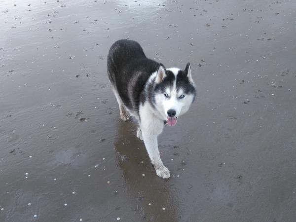 Housesitting assignment in Nailsea, United Kingdom