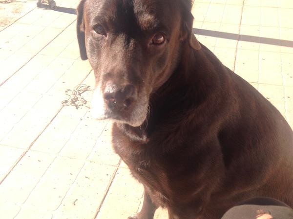 Housesitting assignment in Ourique, Portugal