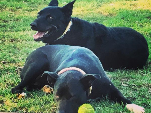 Housesitting assignment in Petersham, NSW, Australia