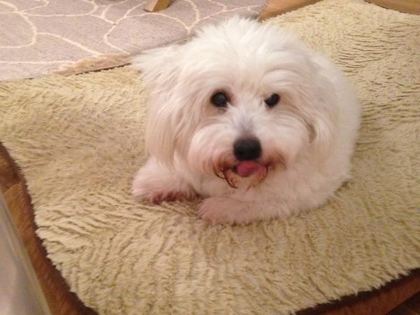 Housesitting assignment in Hilton Head Island, SC, United States
