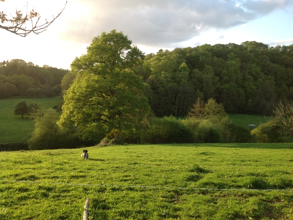 Housesitting assignment in Granville, France