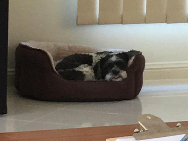 Housesitting assignment in Green Point, NSW, Australia
