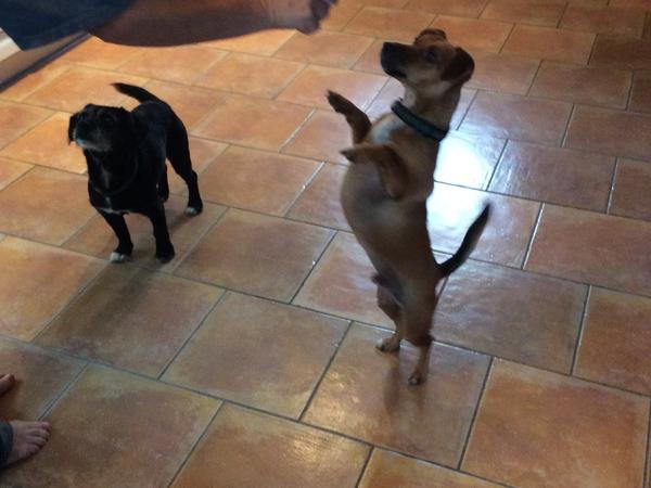 Housesitting assignment in Beauchêne, France