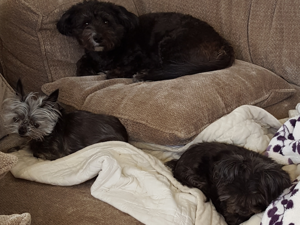 Housesitting assignment in Trabuco Canyon, California, United States