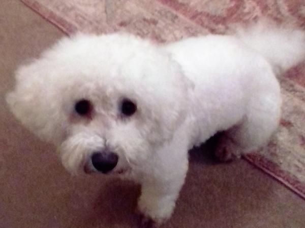 Housesitting assignment in Blackpool, United Kingdom