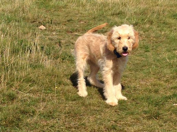 Housesitting assignment in Upper Colwall, United Kingdom