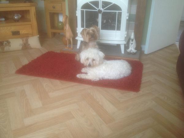 Housesitting assignment in Bicker, United Kingdom