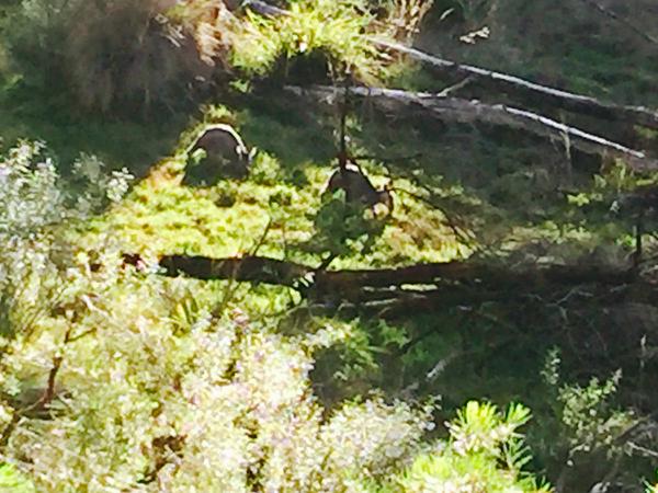 Housesitting assignment in Mittagong, New South Wales, Australia